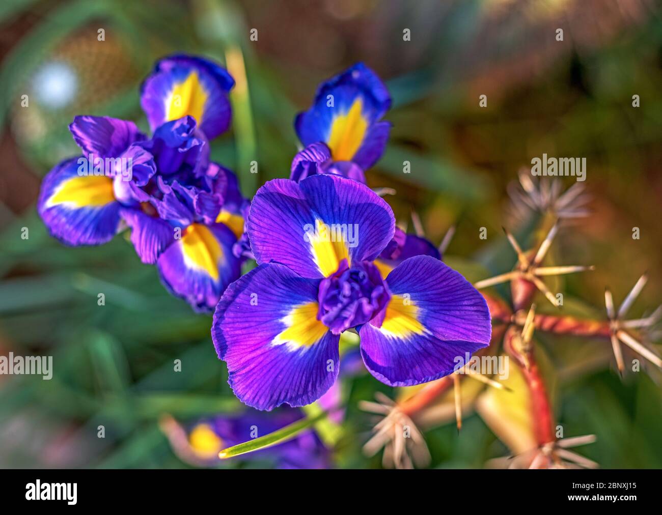 Close-up di fiori di iris Foto Stock