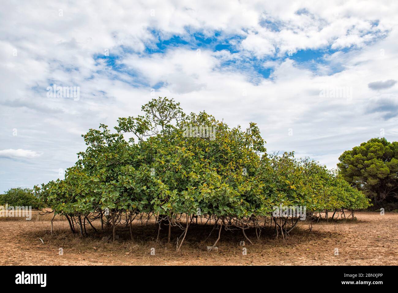 Formentera, Isole Baleari, Spagna. Un caratteristico fico basso e molto largo in campagna. Questo albero è tipico delle Isole Baleari. Foto Stock
