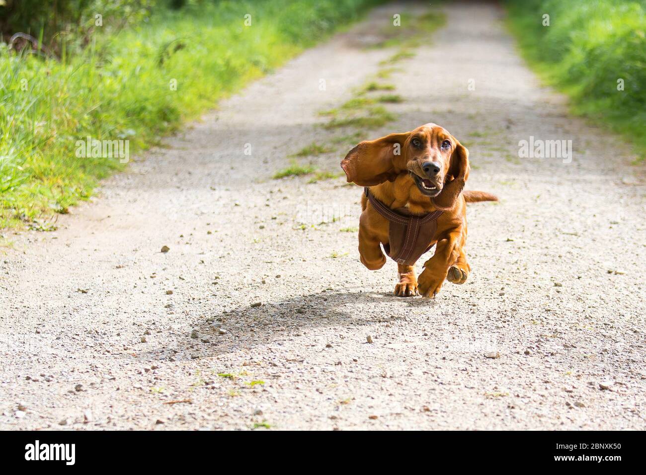 Un cane basset con lunghe orecchie floppy viene in esecuzione e ha un aspetto divertente Foto Stock