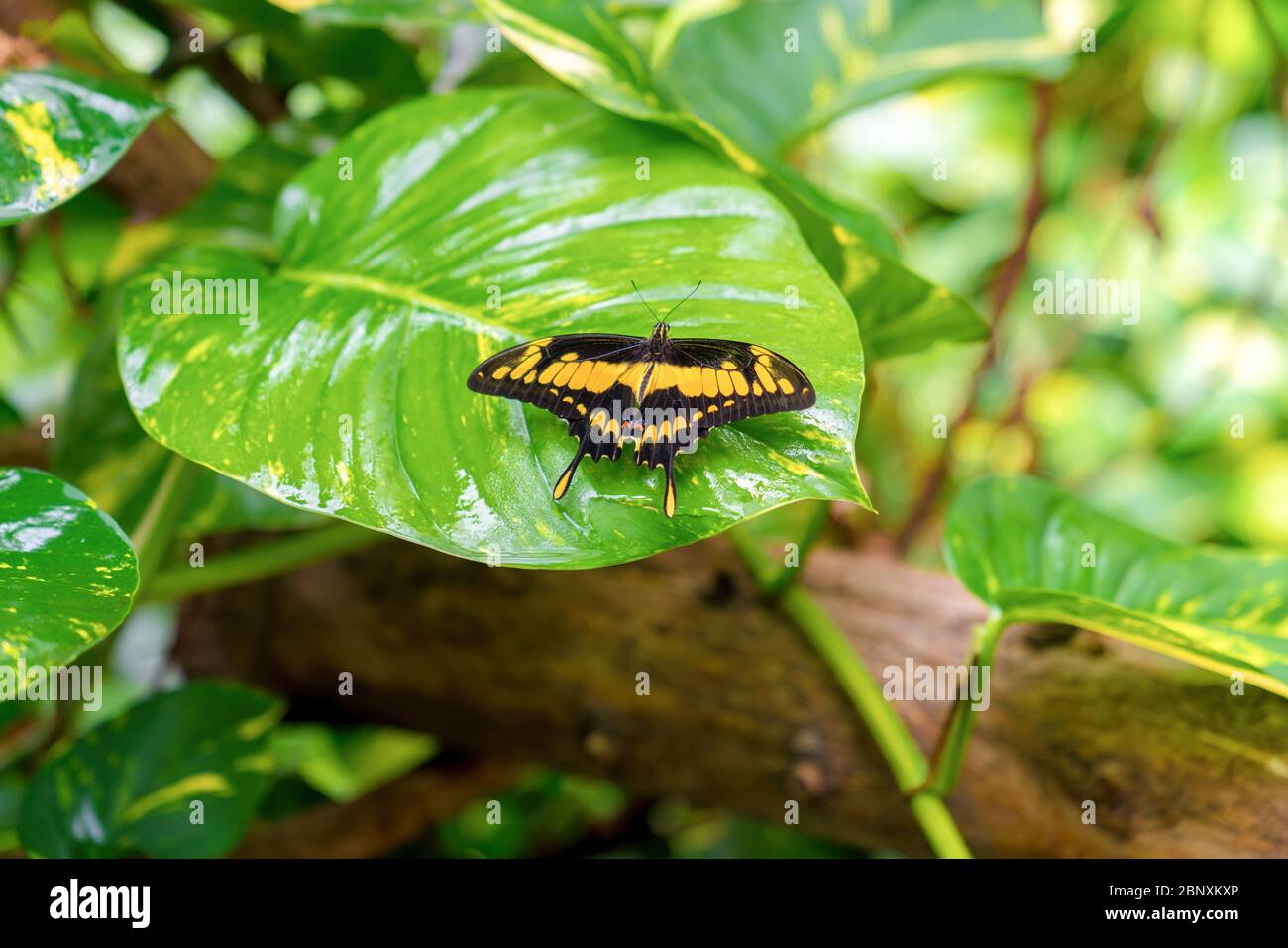 Una farfalla nera gialla si trova su una grande foglia verde, primo piano Foto Stock