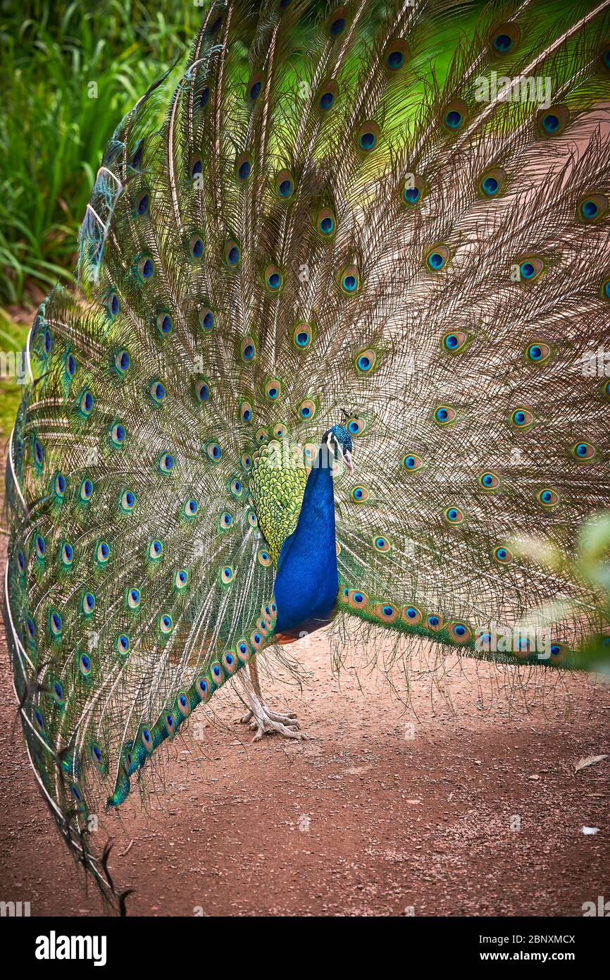 Uccelli indiani con treno aperto (Pavo cristatere) Foto Stock