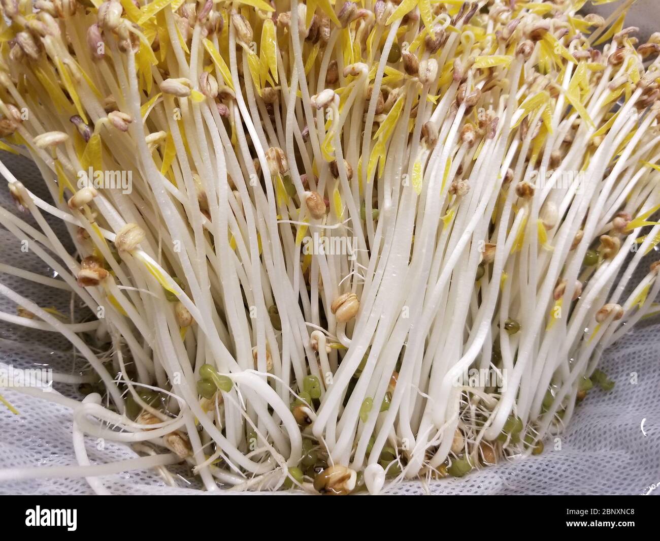 I fagioli Mung immersi in acqua e tenuti al buio iniziano a germogliare radici spesse. Germogli di fagioli cresciuti in casa, giorno cinque Foto Stock
