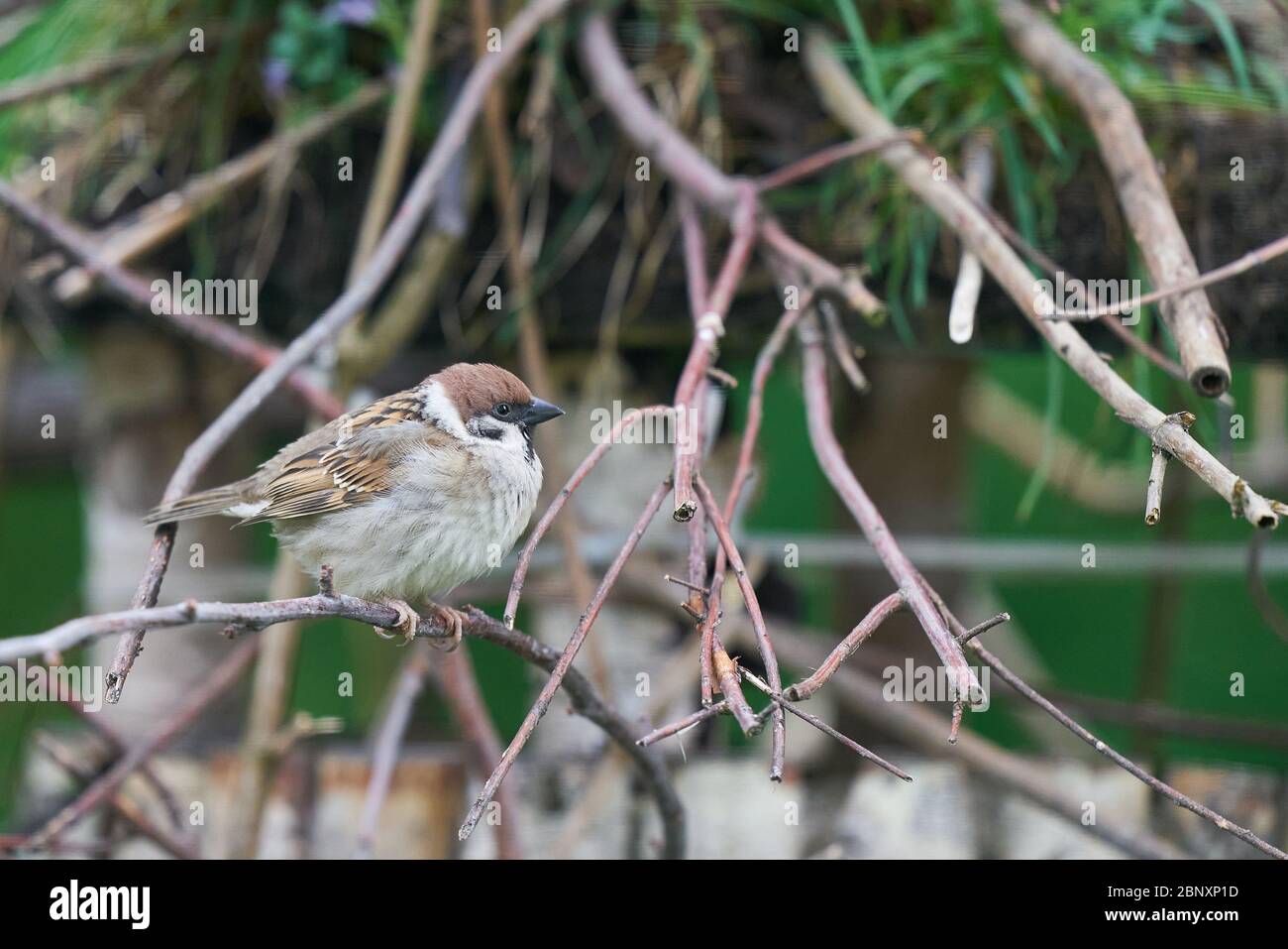 Marktoberdorf, Germania, 14 maggio 2020. Il bambino sparrows l'alimentazione. Foto d'archivio © Peter Schatz / Alamy Foto Stock