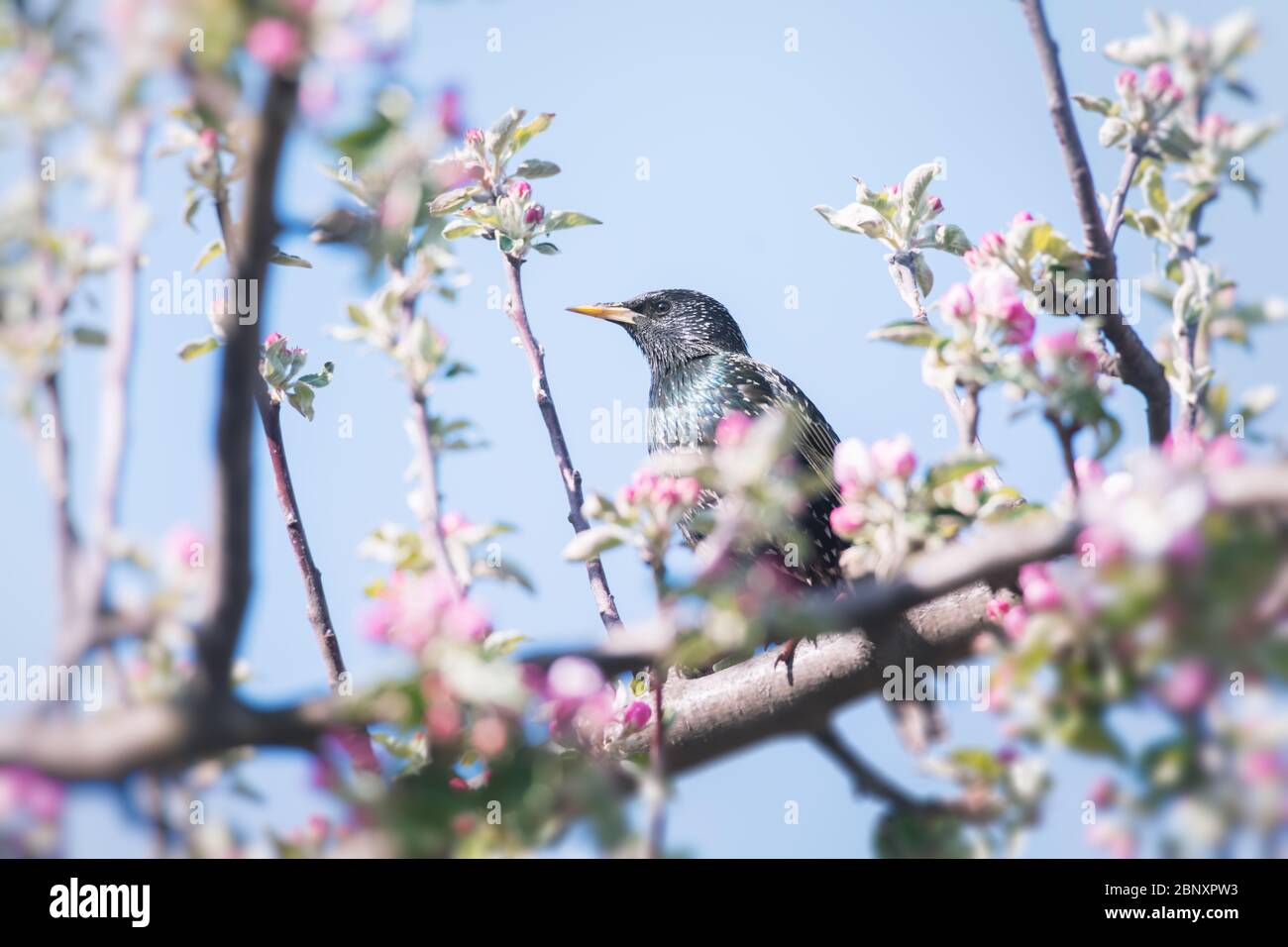 Starling canta su un albero di mele in fiore. Fotografia animale Foto Stock
