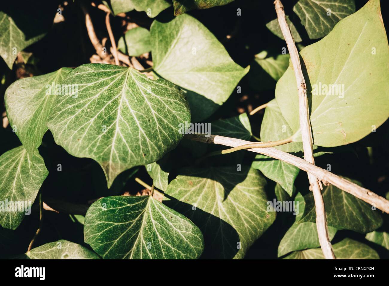 Foglie verdi di edera in primavera Foto Stock