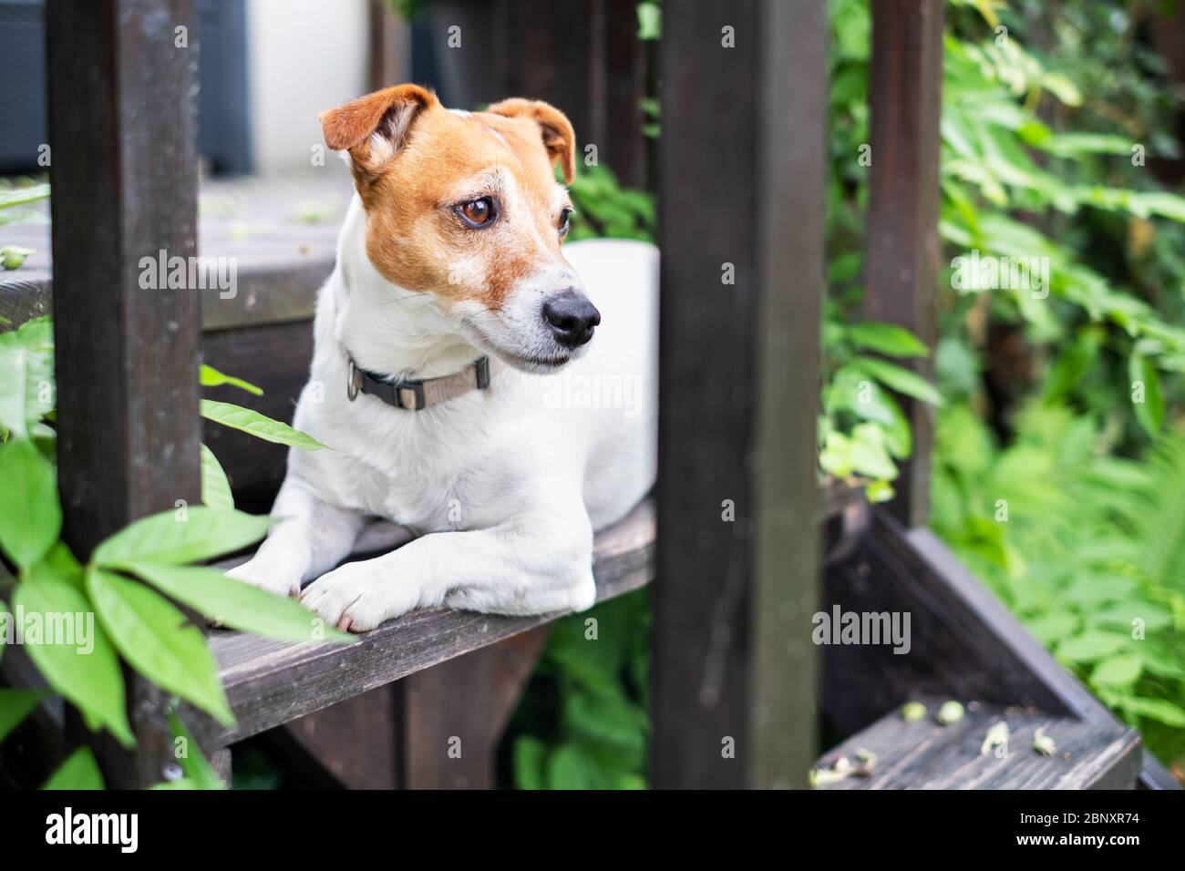White Jack russel terrier su portico di legno closeup. Fotografia di cane Foto Stock