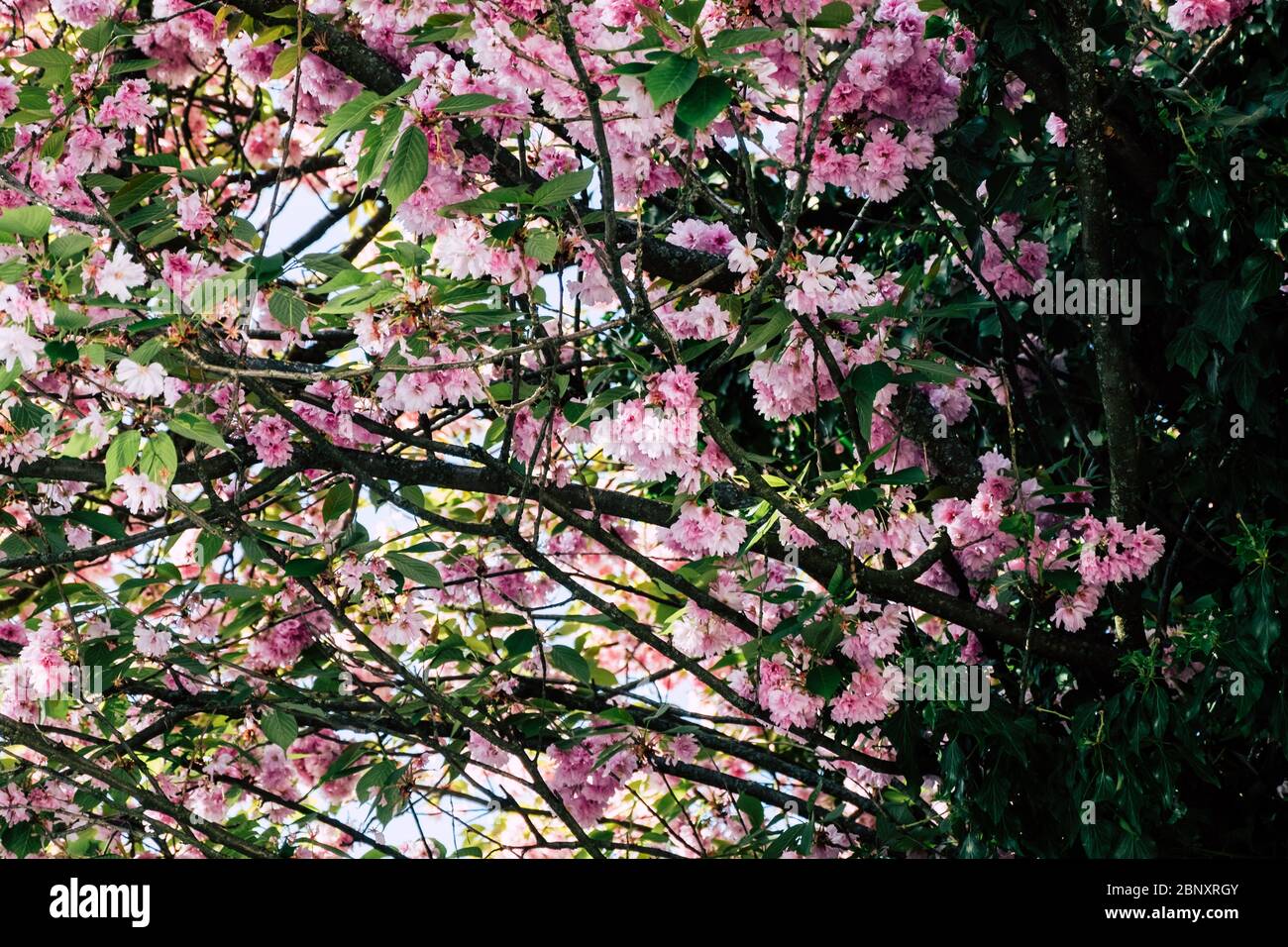 Fiori rosa di un ciliegio in primavera Foto Stock