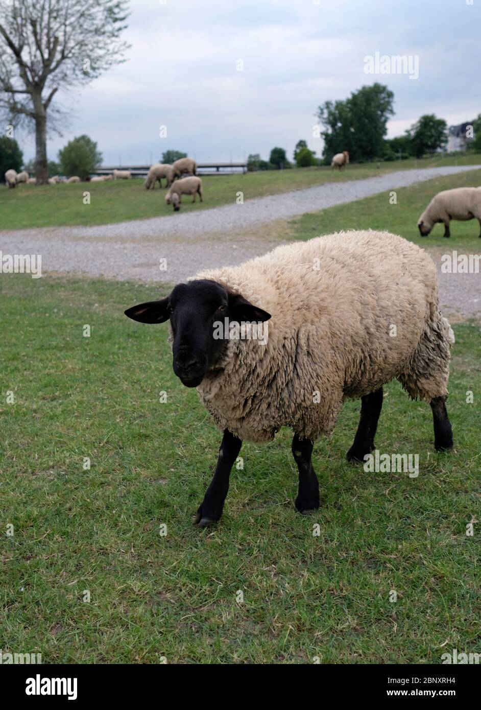 Pecora nera che si allontana dal resto del gregge Foto Stock
