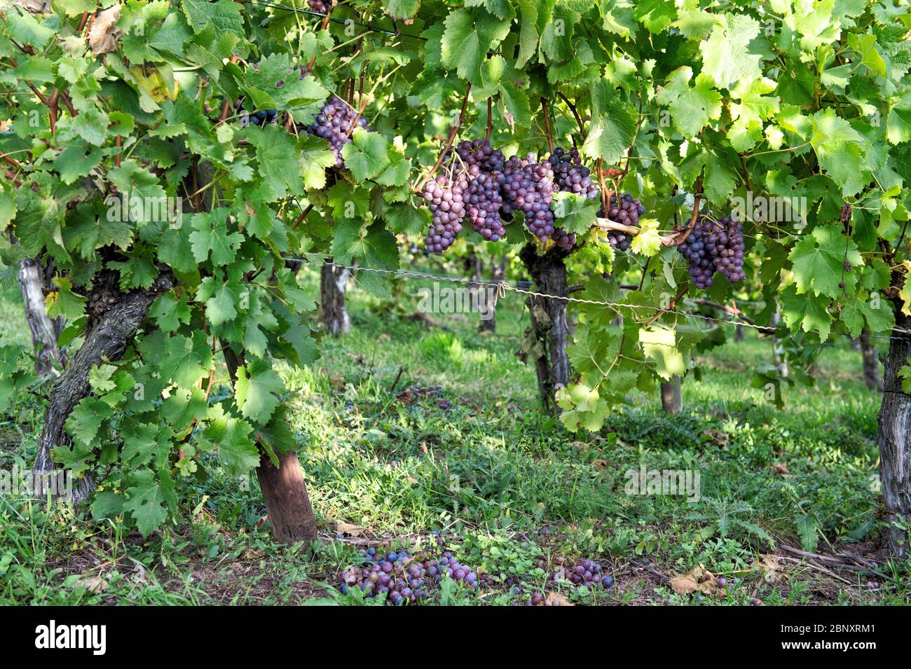 Uve rosse con foglie gialle verdi sulla pianta della vite Foto Stock