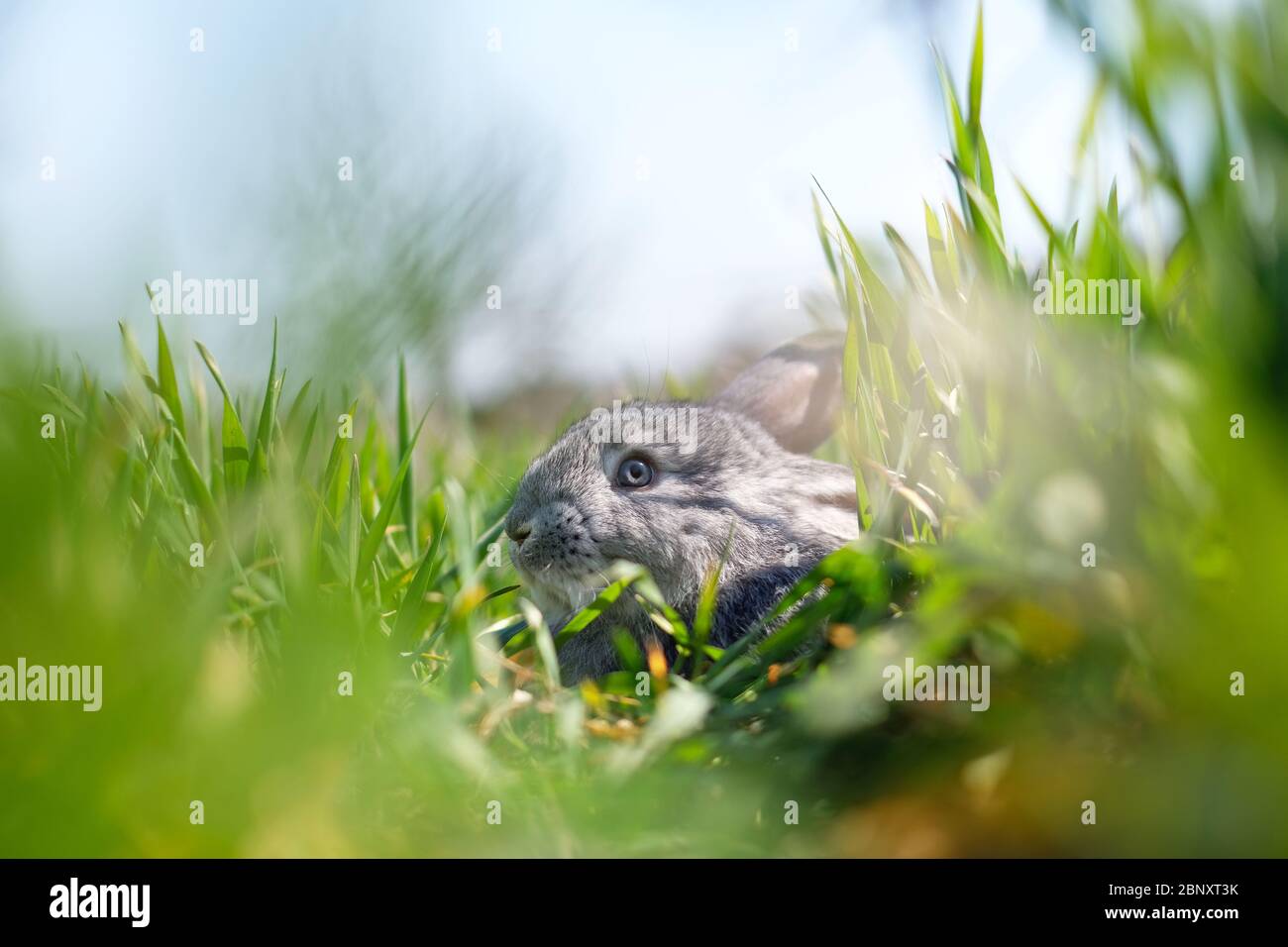 Piccolo coniglio grigio in erba verde closeup. Può essere utilizzato come sfondo di Pasqua. Fotografia degli animali Foto Stock