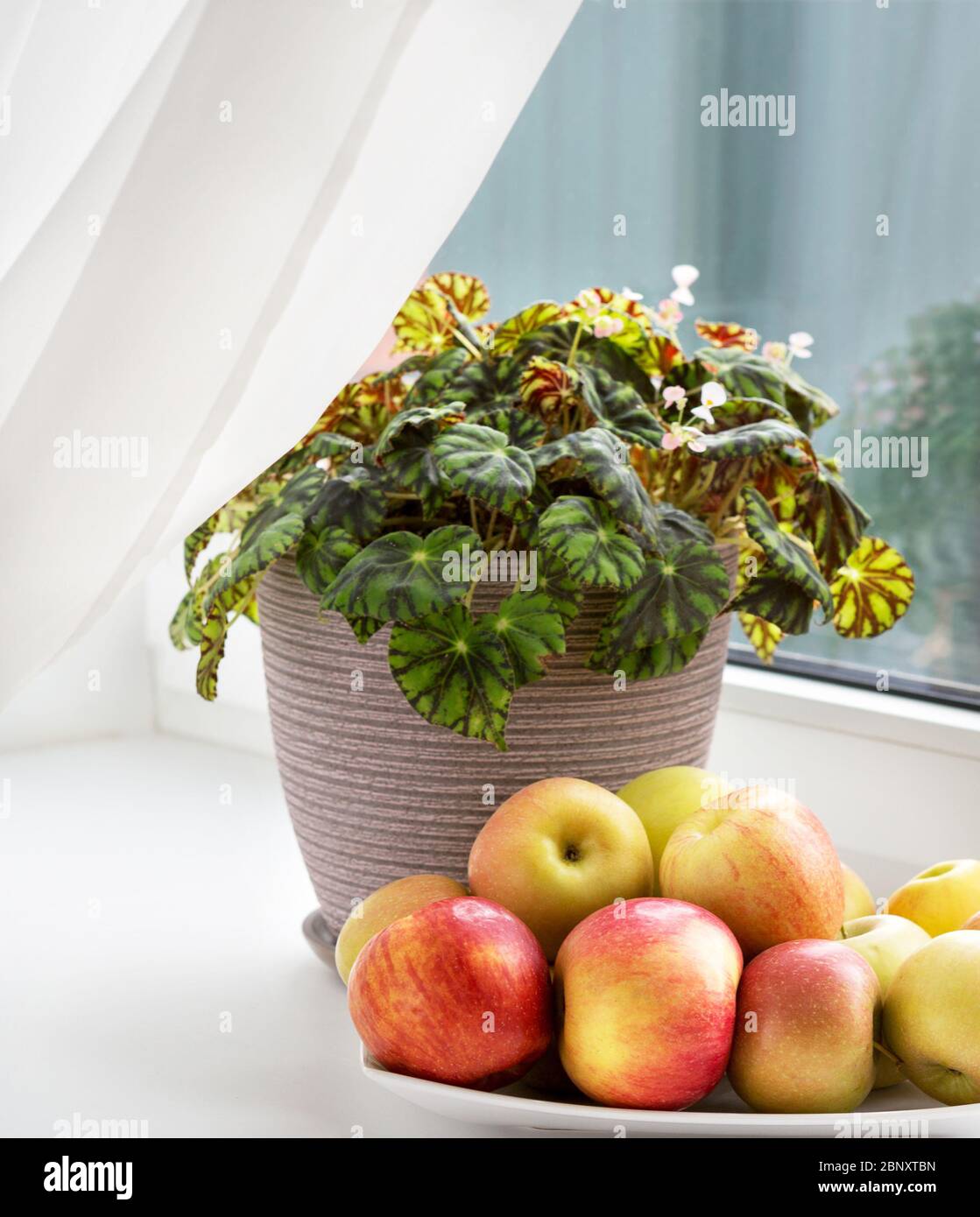 Ancora vita con mele e fiori sulla tavola della finestra. Vita morta sul davanzale. Foto Stock