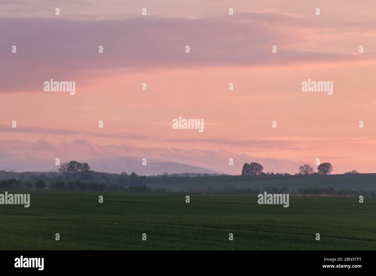 Tramonto di bellezza con cielo rosa al tramonto e nebbia serale su campo di grano primaverile. Fotografia paesaggistica della natura Foto Stock