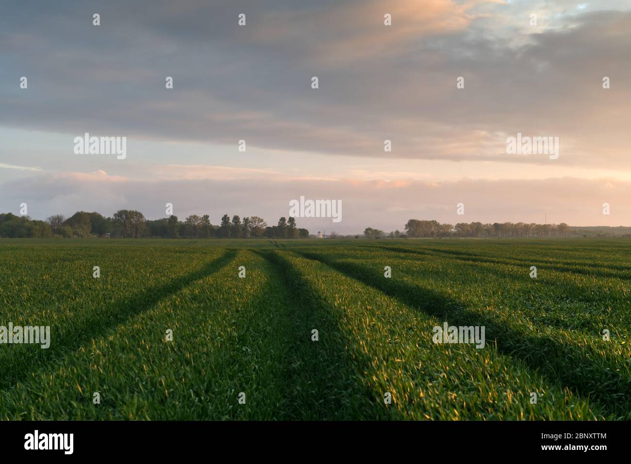 Strada e file verdi di grano giovane su campo agricolo in primavera. Fotografia naturalistica Foto Stock