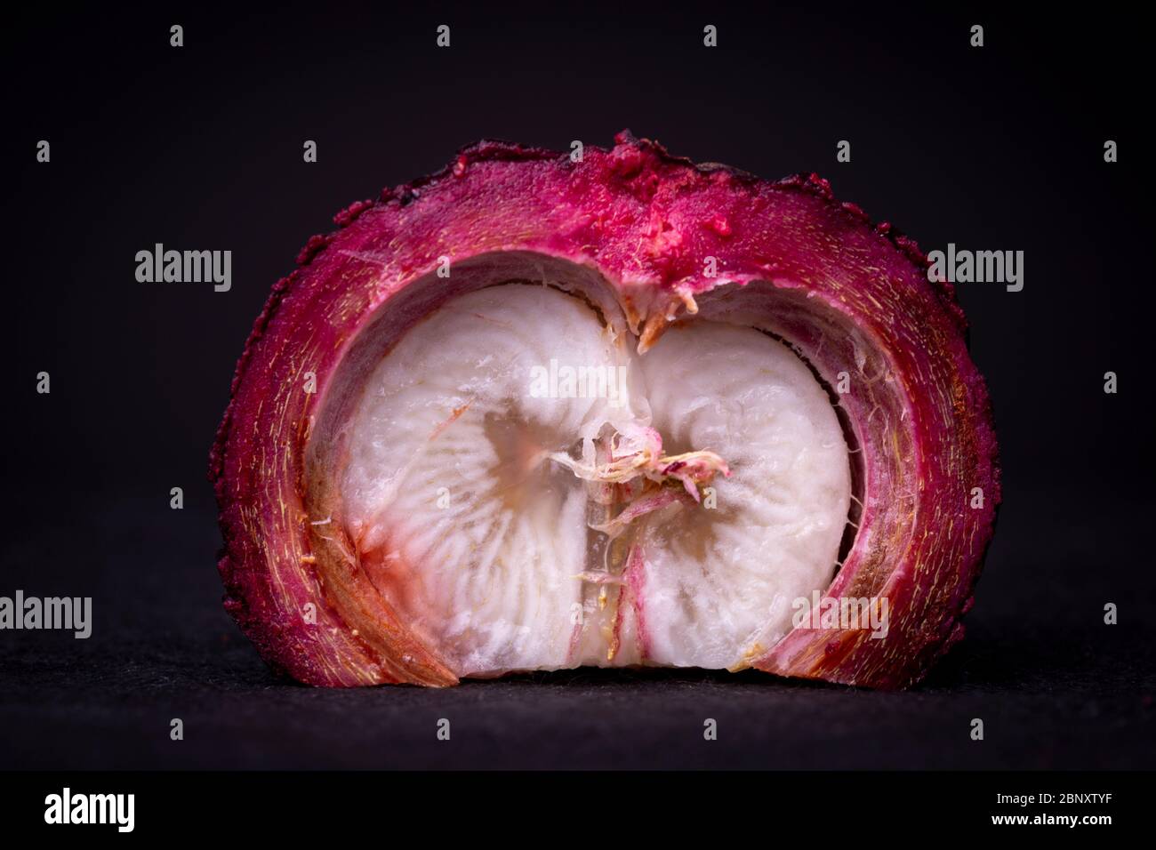Metà di un esotico Mangosteen rosso porpora che mostra la carne bianca e rivela la spessa buccia esterna color magenta simile a una spugna. Foto Stock