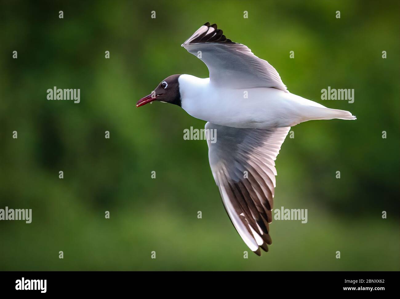 Nero testa Gull in volo con un mayfly nel suo becco Foto Stock