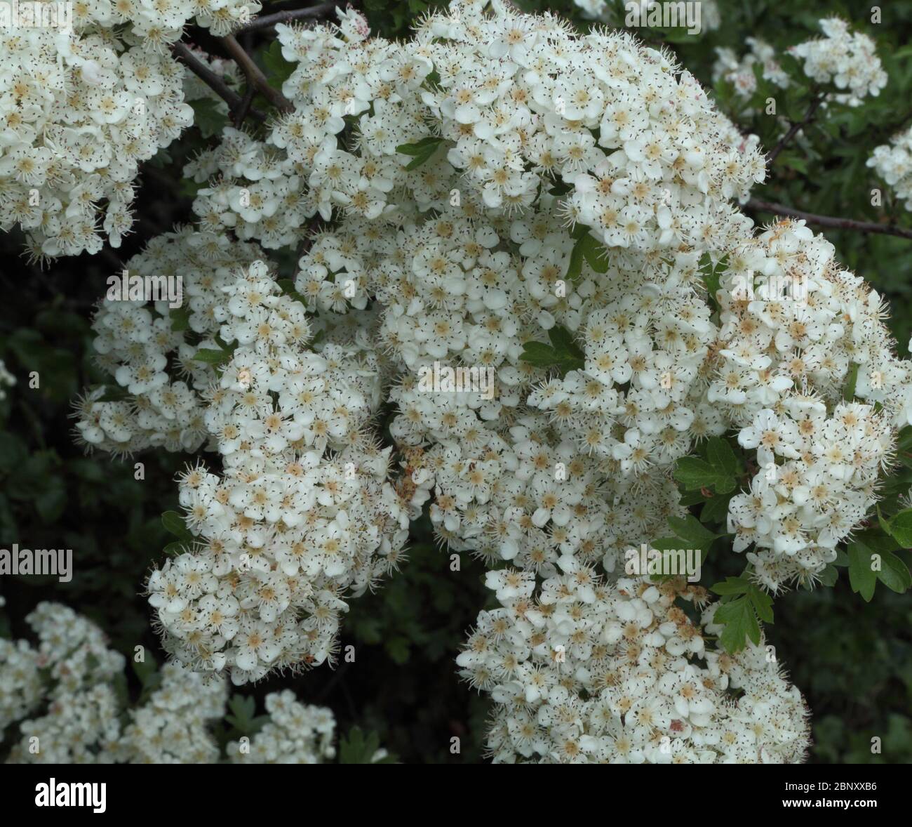 Crataegus monogyna, fiori bianchi, fioritura maggio, biancospino, fragrante Foto Stock