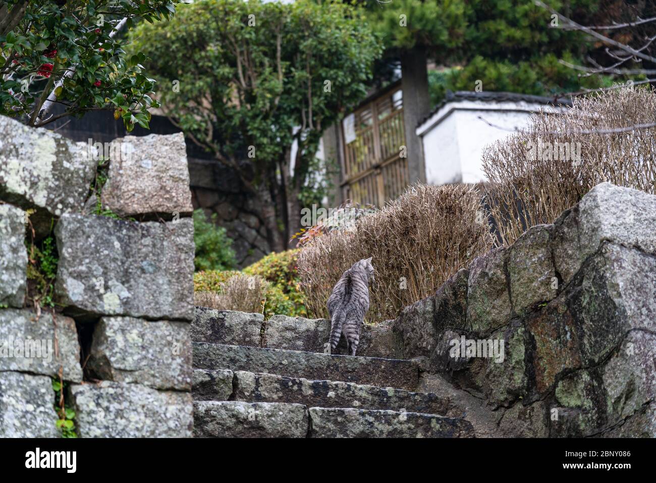 Neko-no-Hosomichi Cat Alley a Onomichi City. Molti gatti si possono trovare in questa strada stretta giapponese tradizionale. Prefettura di Hiroshima, Giappone Foto Stock