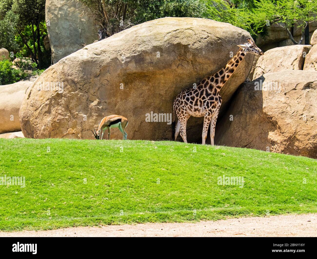 Antelope affetta l'erba vicino ad una giraffa vicino alle rocce Foto Stock