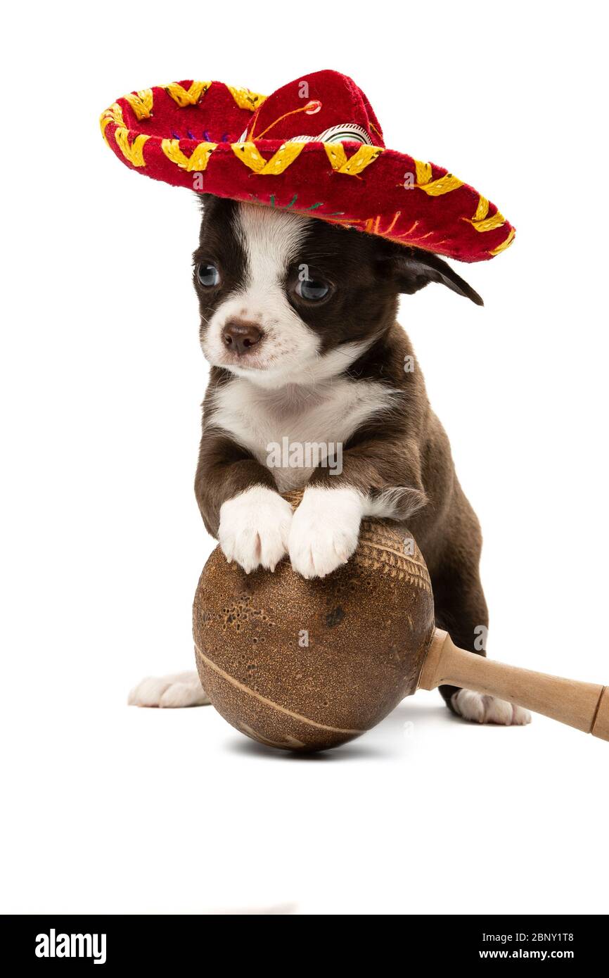 Cute Chihuahua cucciolo in un sambrero e con maracas. Foto Stock