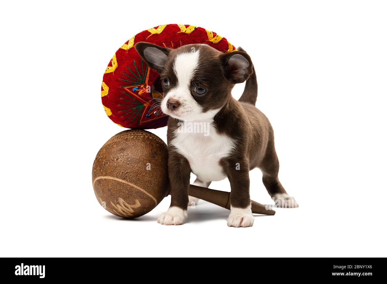 Cute Chihuahua cucciolo in un sambrero e con maracas. Foto Stock