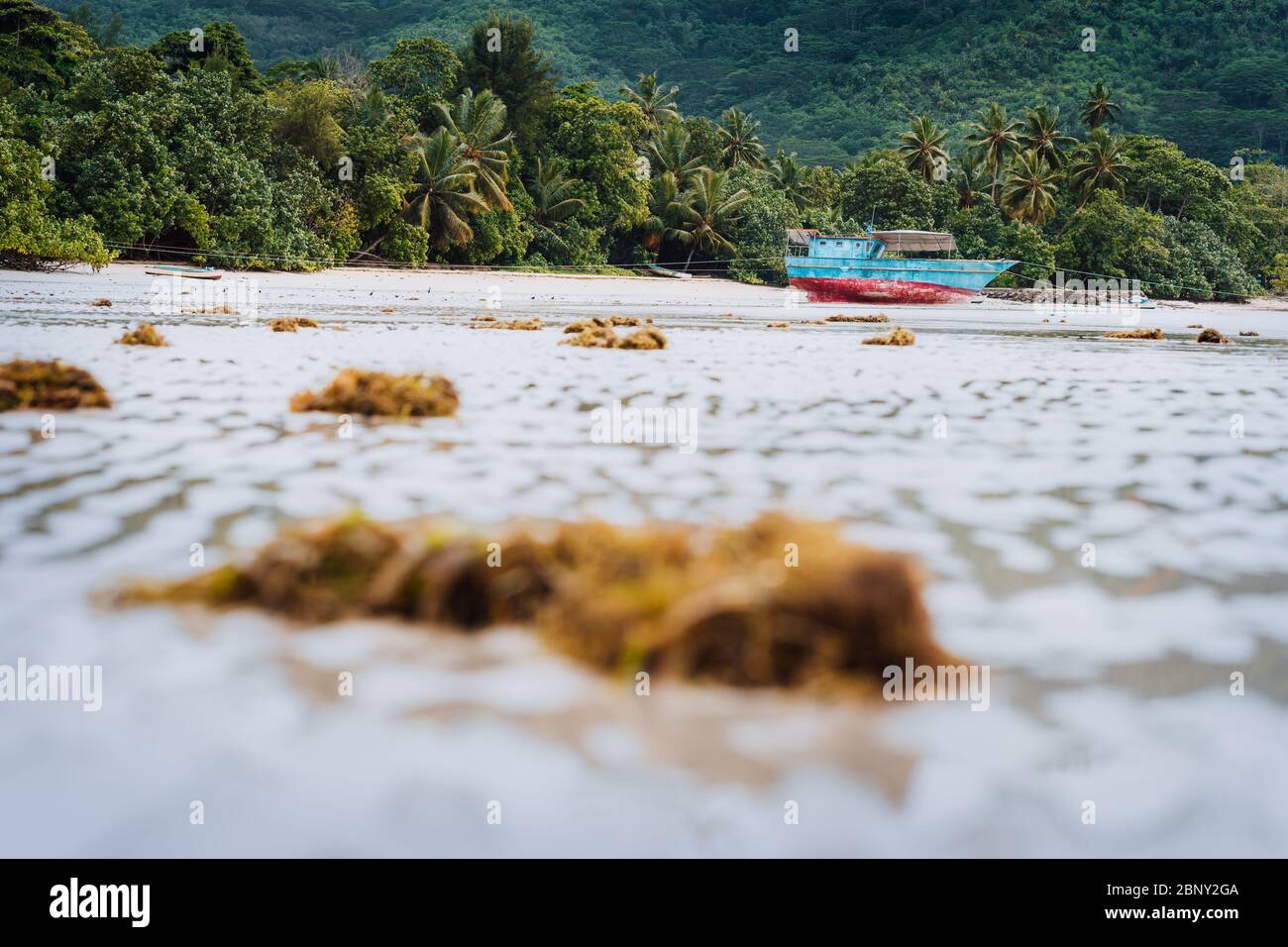 Nave sulla spiaggia tropicale durante la bassa marea. Mahe, Seychelles sabbia laguna vista costa con palme e giungla sullo sfondo Foto Stock