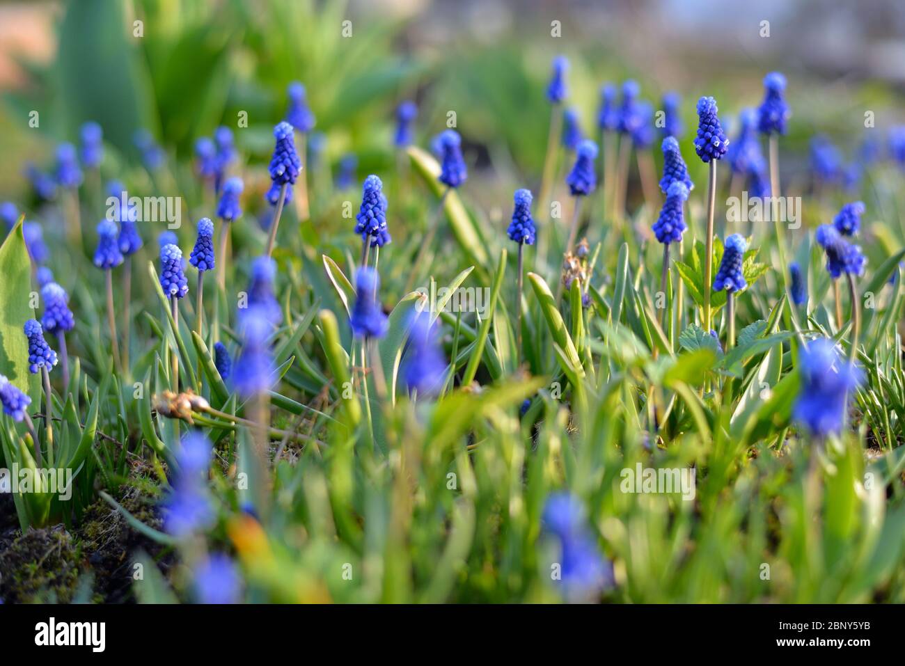 Sfondo. Muscari Fiori su un letto in primavera illuminato dal sole luminoso al tramonto Foto Stock