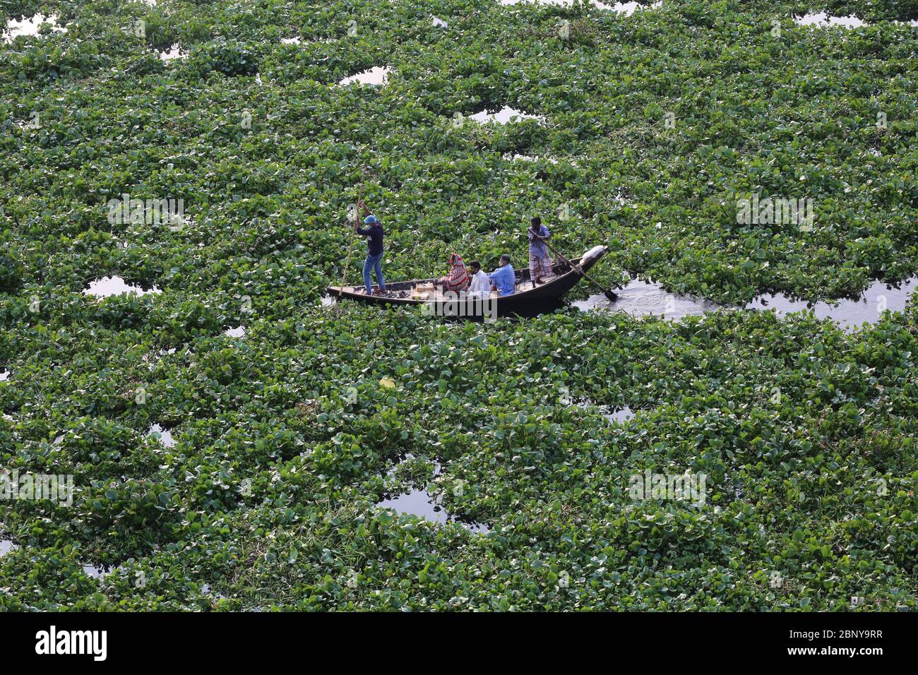 Dhaka, Bangladesh. 16 maggio 2020. Giacinto d'acqua cresce sul fiume Buriganga, uno dei fiumi più trafficate del mondo, mentre il corso d'acqua è chiuso per 53 giorni per impedire che il nuovo coronavirus (CoVid-19) si diffonda. Dato che il blocco era rilassato, in una certa misura si vedeva che le persone usavano piccole barche per attraversare il fiume. (Foto di Rd. Rakibul Hasan/Pacific Press) Credit: Pacific Press Agency/Alamy Live News Foto Stock