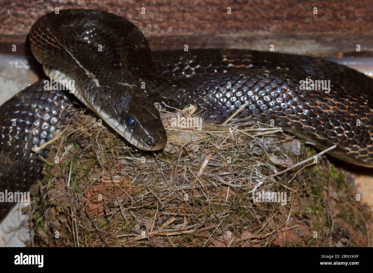 Black Rat Snake, Pantherophis obsoleto, razziare Phoebe orientale, Sayornis phoebe, nido e consumo pulcini Foto Stock