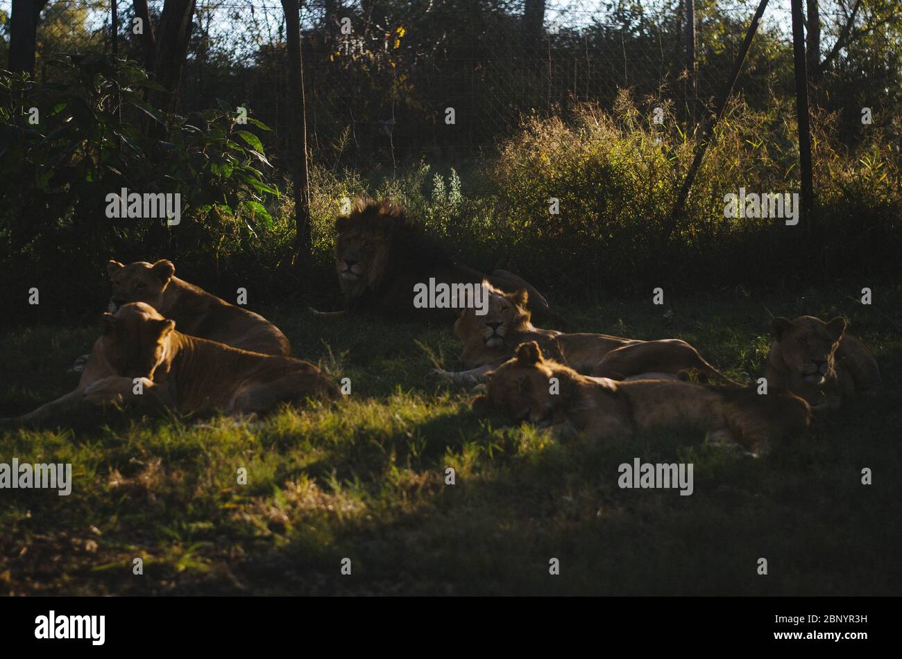 Lionesse e leoni in gruppo rilassandosi in erba in un centro di conservazione a Johannesburg, Sudafrica. Foto Stock