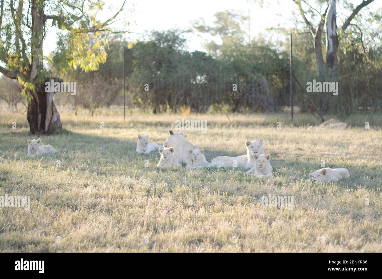 Un gruppo rilassato di leoni in un background savana in un centro di conservazione a Johannesburg, Sud Africa. Foto Stock