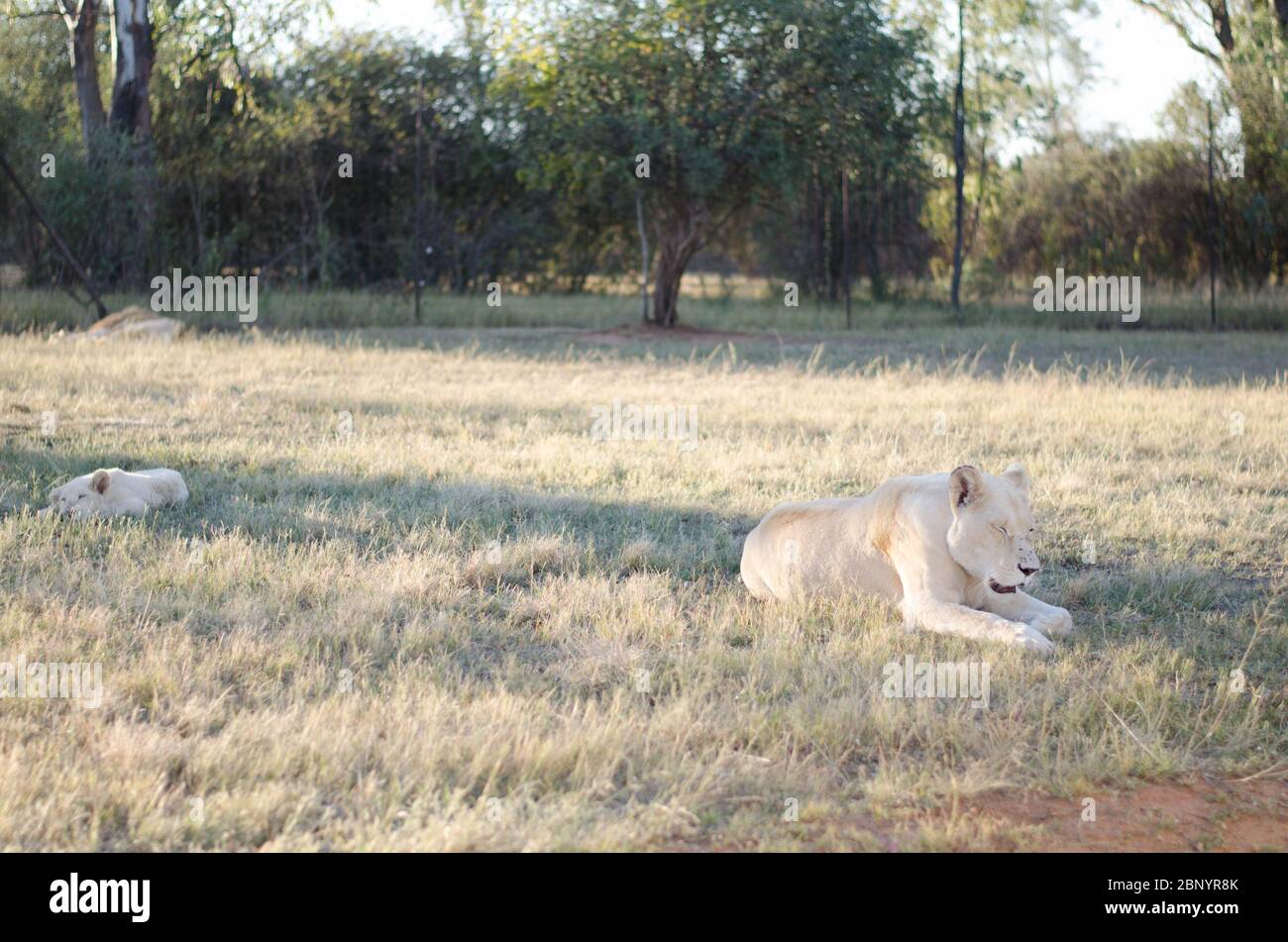 Un gruppo rilassato di leonessa e un cucciolo di leone nella parte posteriore con una savana nel centro di conservazione a Johannesburg, Sudafrica. Foto Stock