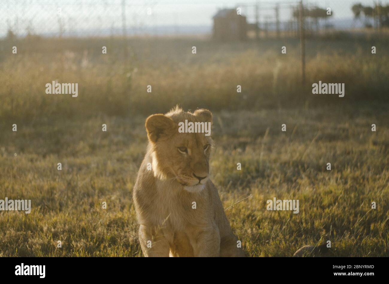 Un cucciolo di leone che guarda lontano dalla fotocamera con uno sfondo savana in un centro di conservazione a Johannesburg, Sudafrica. Foto Stock