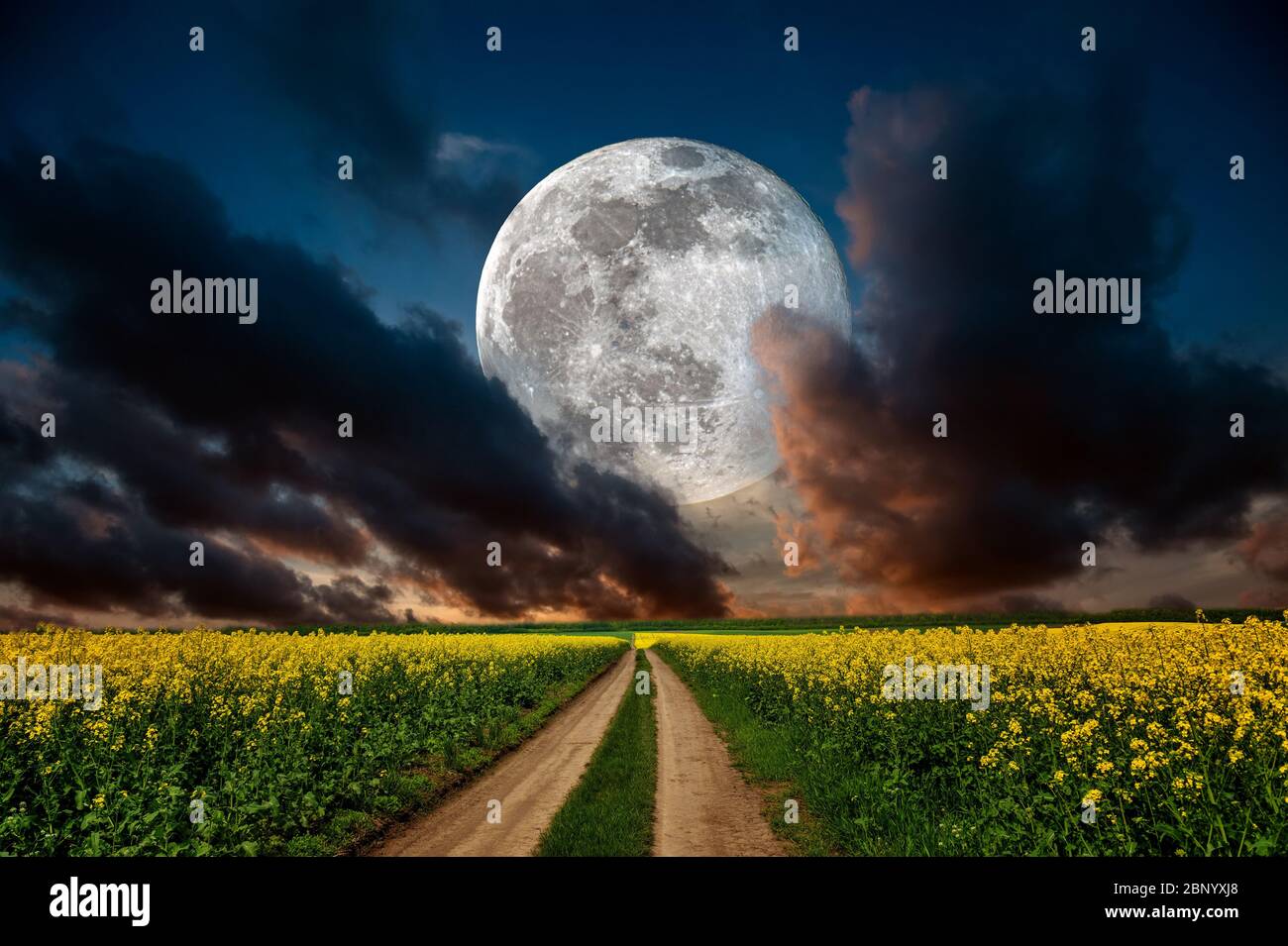 Prato di notte in piena luce luna e strada. Paesaggio con campo di colza e nuvole Foto Stock