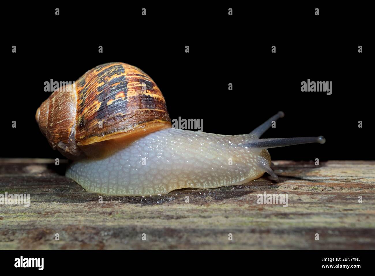 Lumaca notturna giardino (Cornu aspersum) in movimento con tentacoli estesi Foto Stock