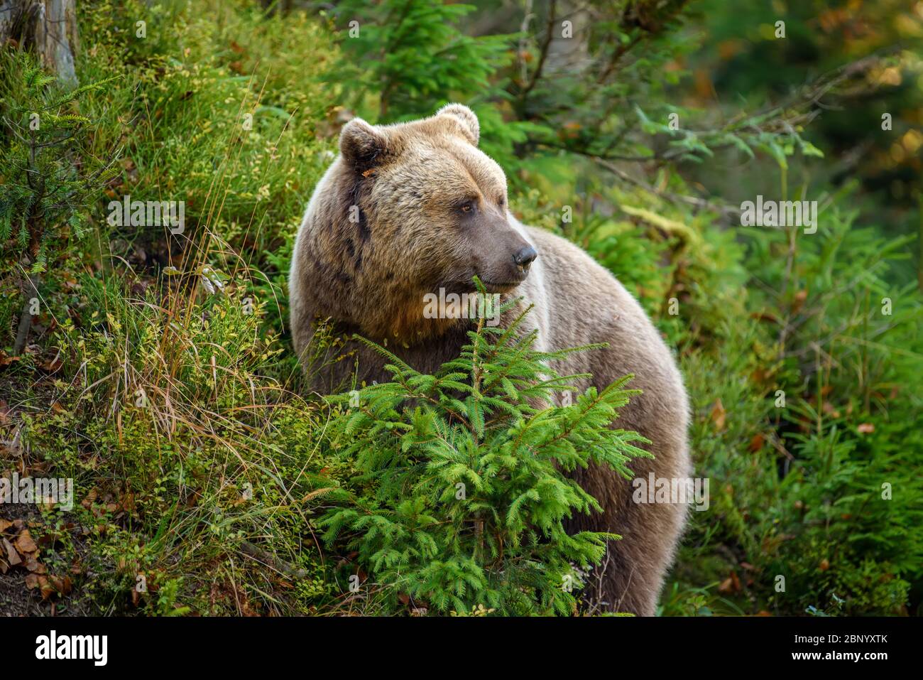 Primo piano Big marrone orso nella foresta. Animale pericoloso in habitat naturale. Fauna selvatica scena Foto Stock