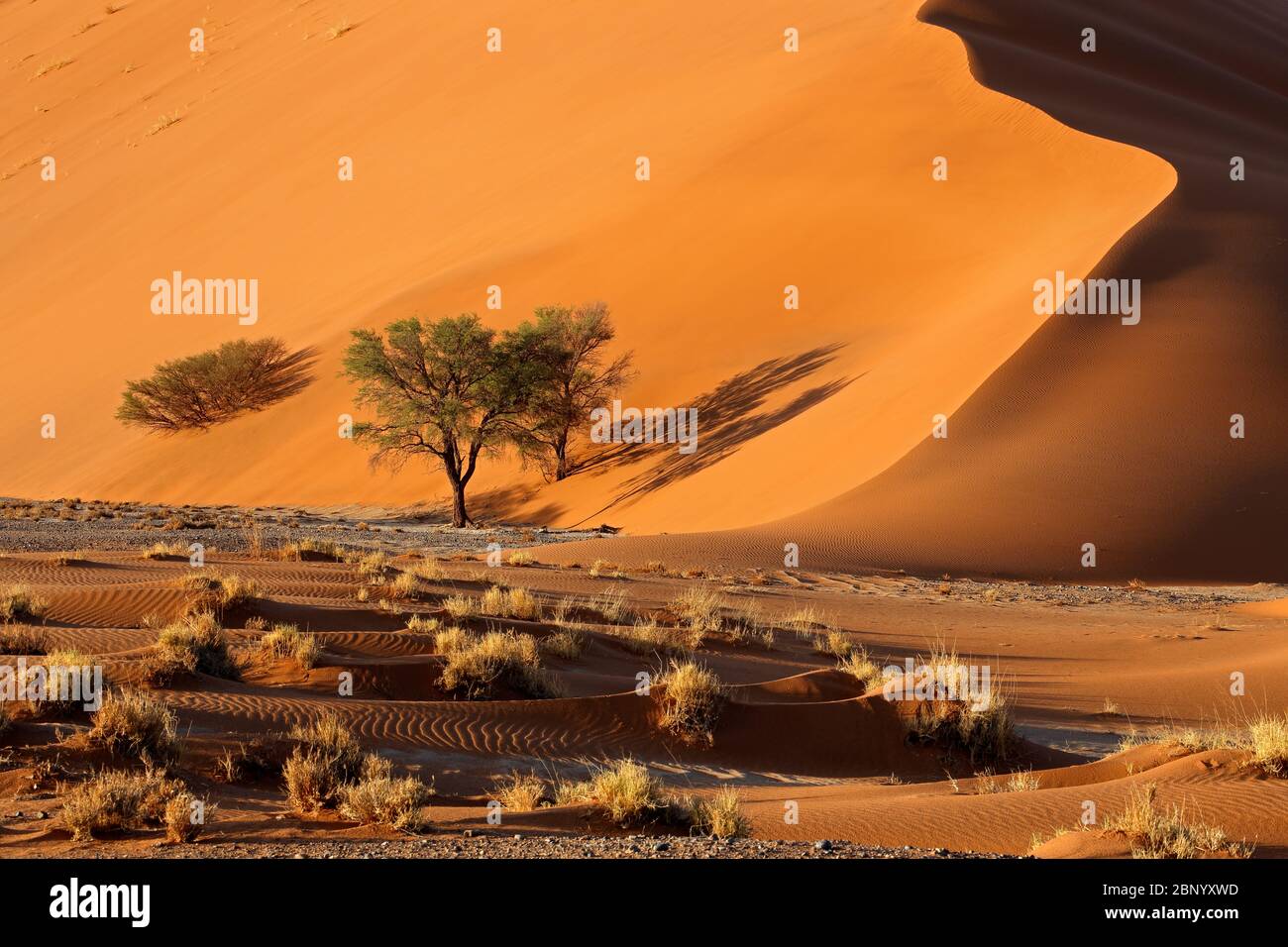 Rosso grande duna di sabbia con Thorn trees, Sossusvlei, Namib Desert, Namibia Foto Stock