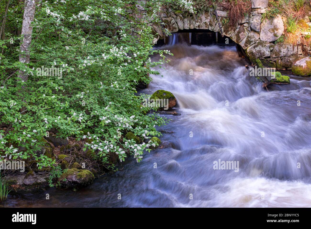 Fiore di ciliegio da un ruscello e un vecchio ponte di pietra, Vingåker, Södermanland, Svezia Foto Stock