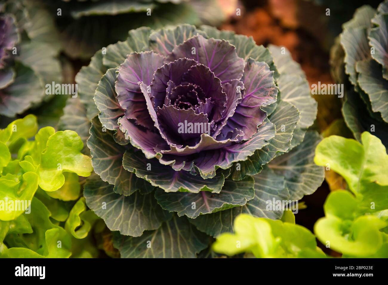 Cabbage biologici freschi pronti per la raccolta Foto Stock