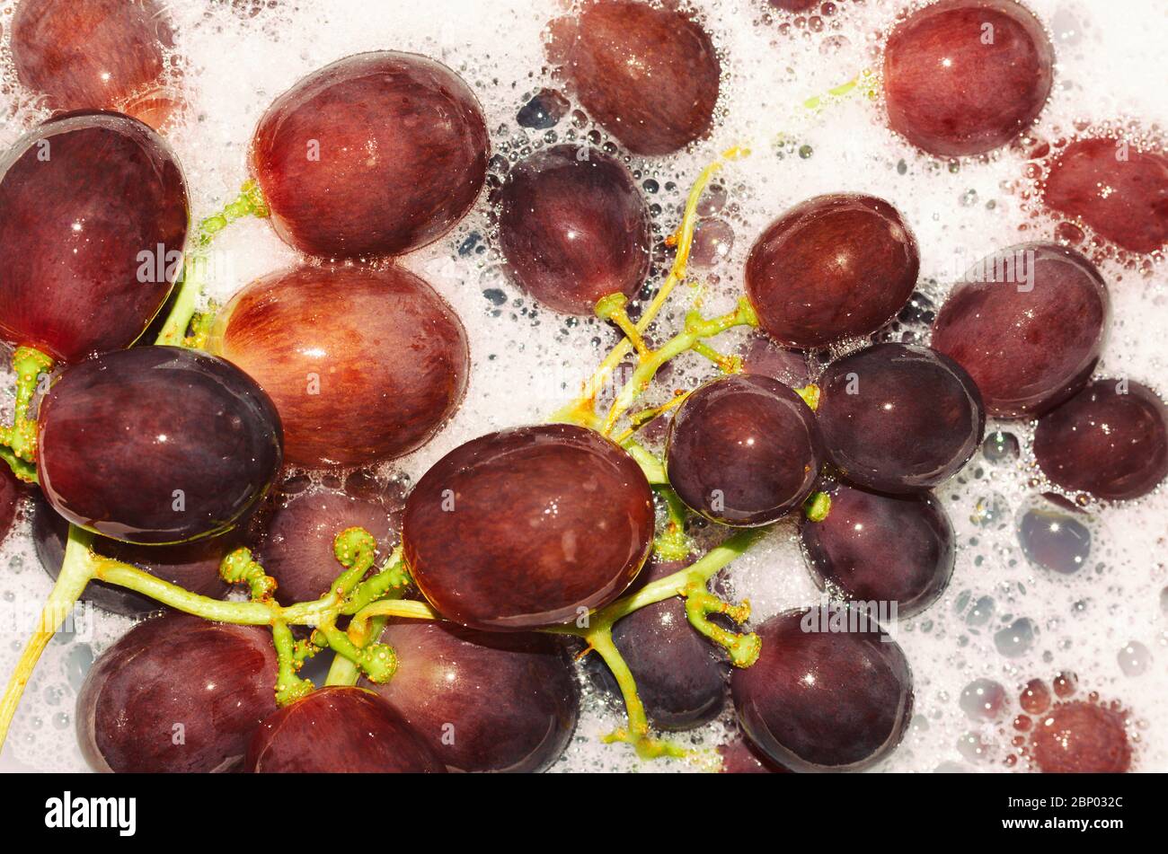 Primo piano di uva globo rosso in soluzione di sapone Foto Stock