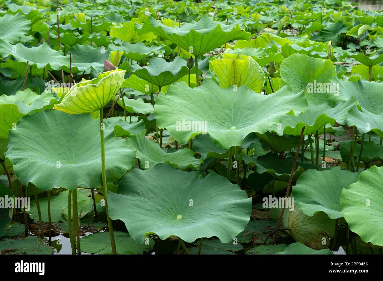 loto pianta giglio pad piante acquatiche foglie fogliame piante acquatiche colore immagine culturale giorno decorativo digitale verde verde verde habitat Hongcu Foto Stock