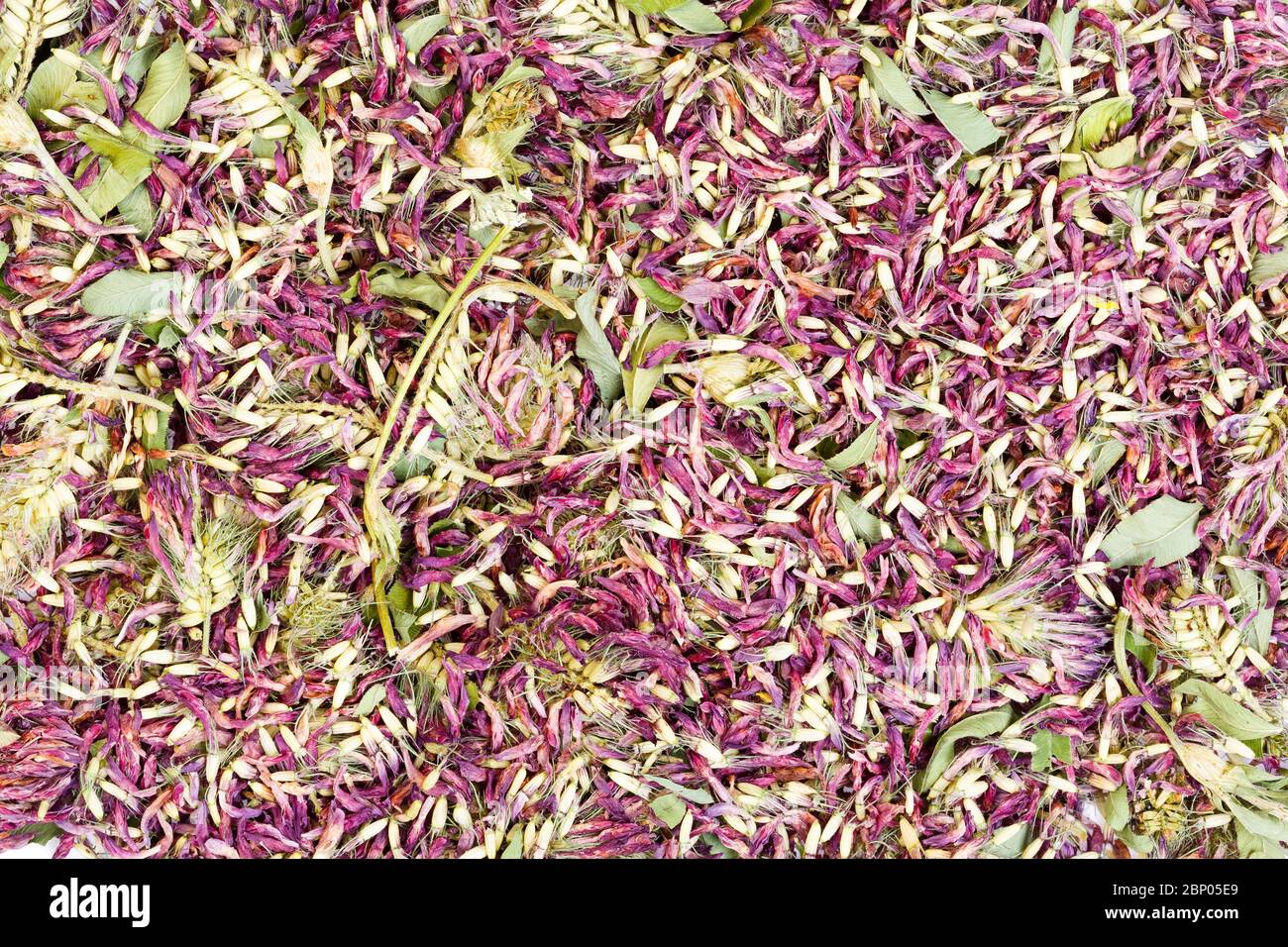 Trifoglio secco fiore tè sfondo. Tè sano naturale aromatico primo piano. Foto Stock