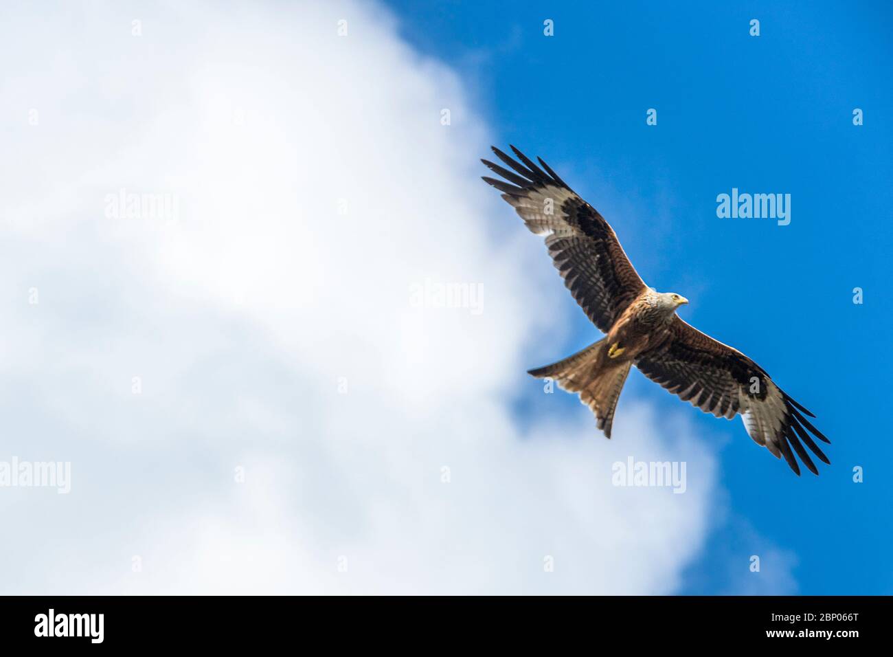 16 maggio 2020 nella foto: Un aquilone visto dal basso vola verso il cielo blu dalle nuvole. Credit: Discon/Alamy Foto Stock