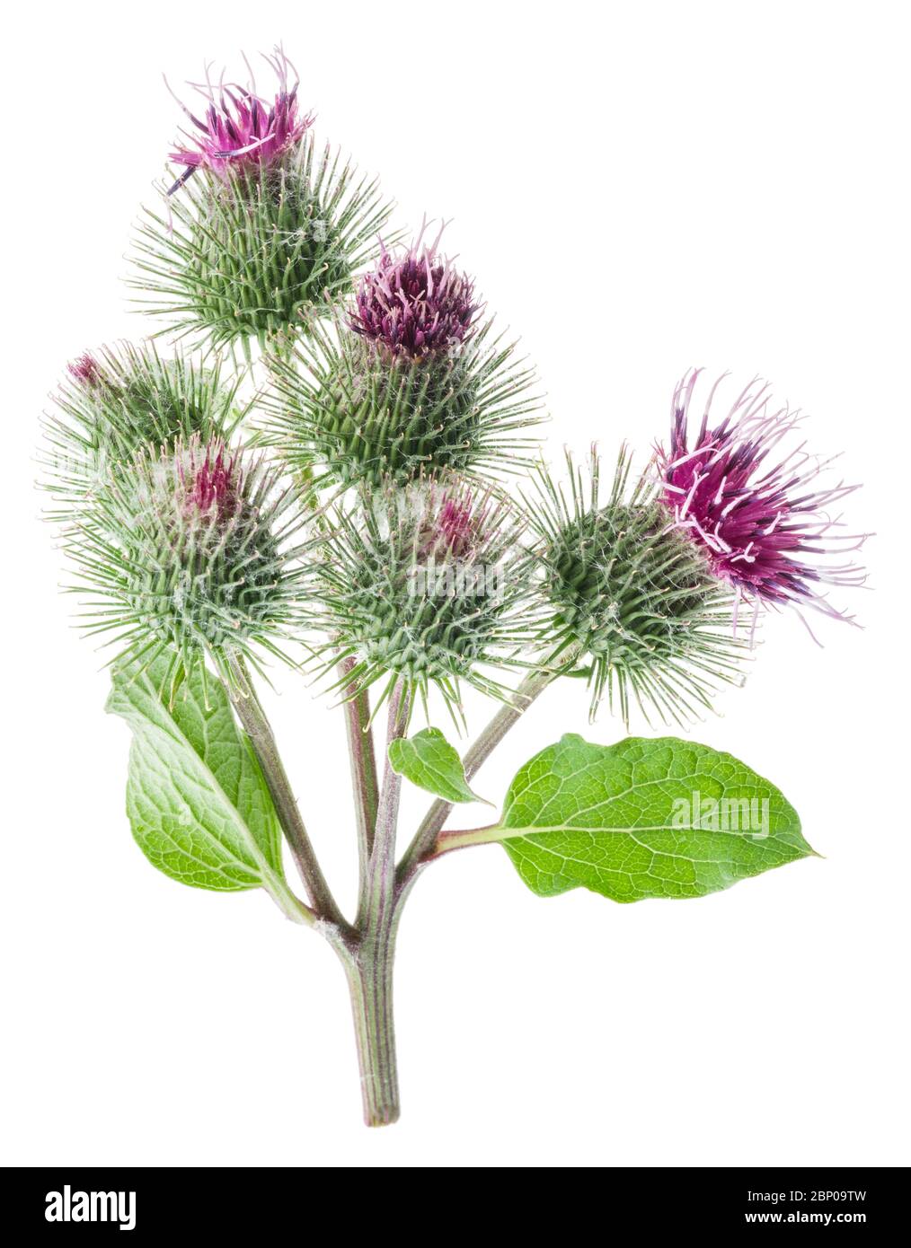 Teste di fiori di burdock prickly isolato su sfondo bianco. Foto Stock