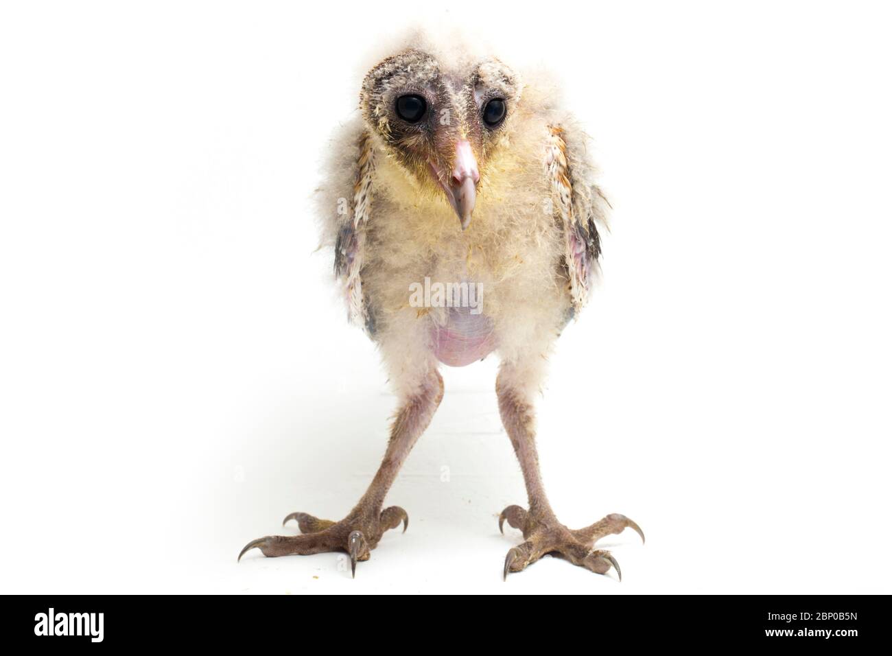 Un pulcino di Barn Owl tyto alba isolato su sfondo bianco Foto Stock