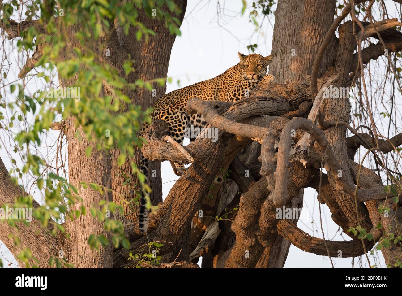 Leopardo in un albero (panthera pardus) guardando sonnolento, South Luangwa NP, Zambia Foto Stock