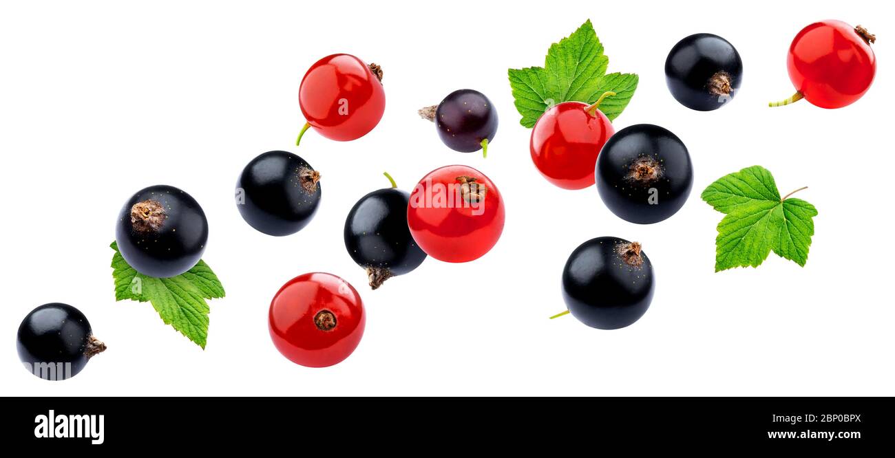 Ribes rosso e nero isolato su sfondo bianco con tracciato di ritaglio Foto Stock