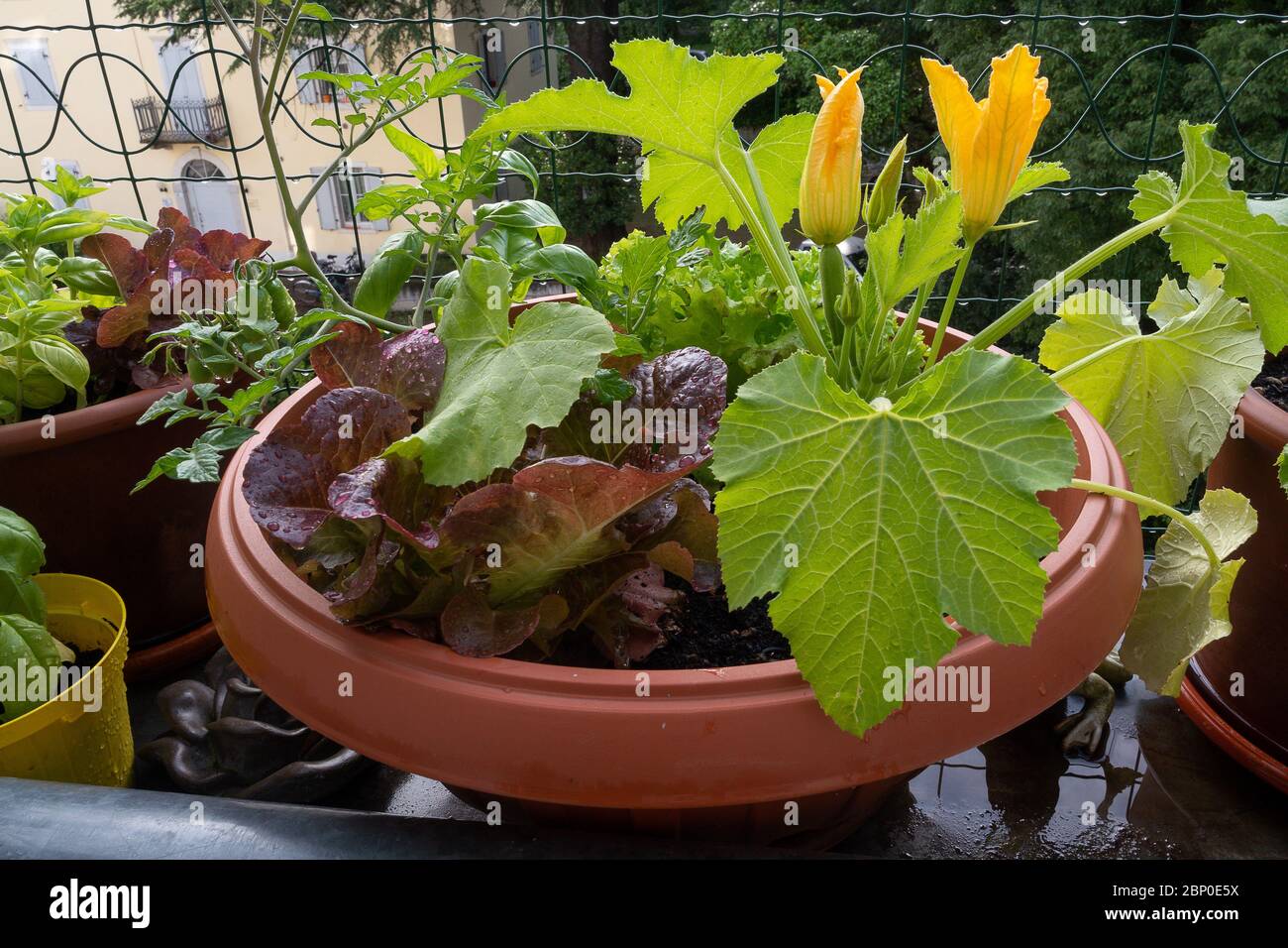 orticoltura sul balcone orticoltura casa in luogo urbano, buon stile nella vita della città Foto Stock