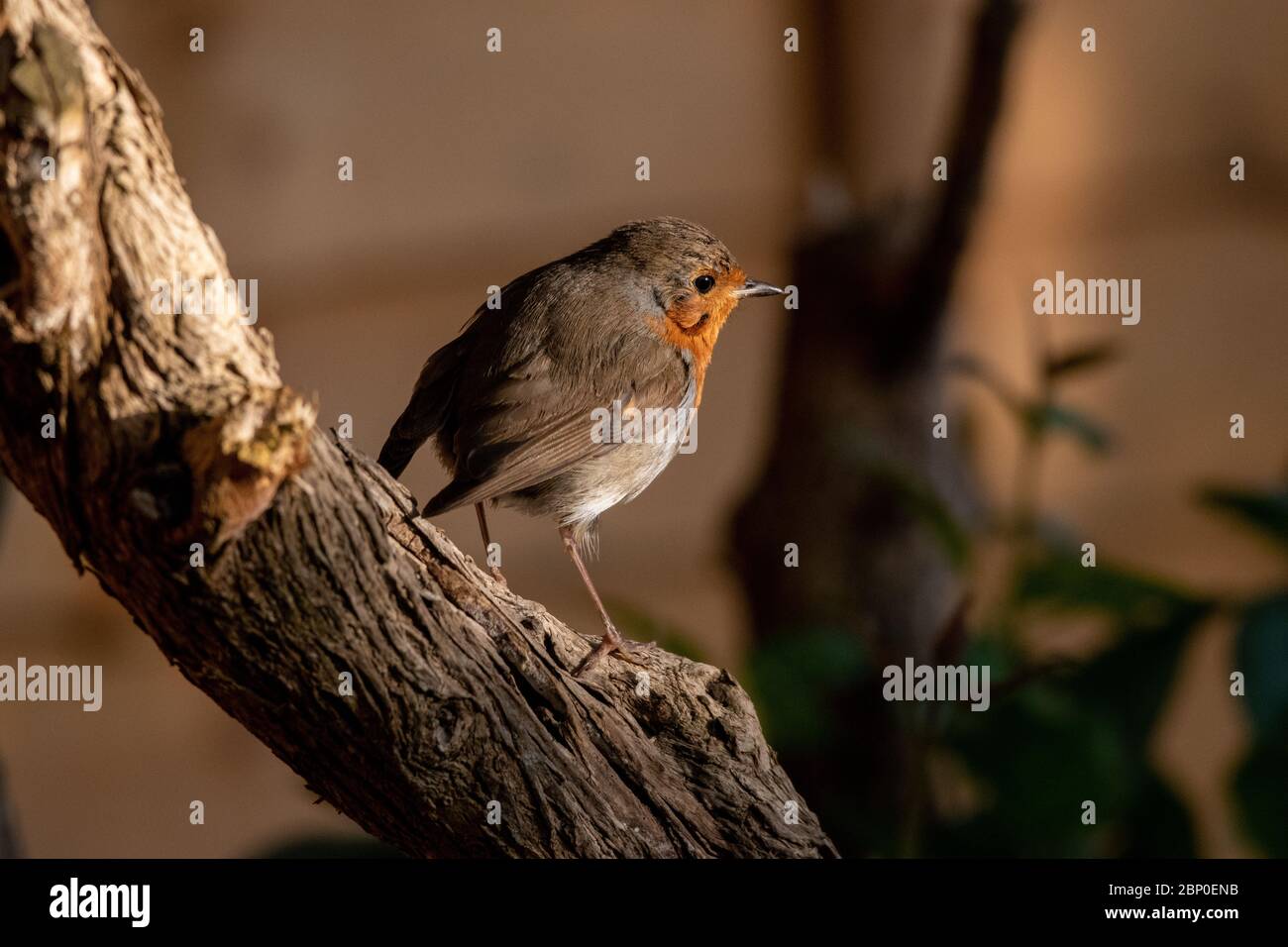 Robin sedette su un albero nel mio giardino Foto Stock