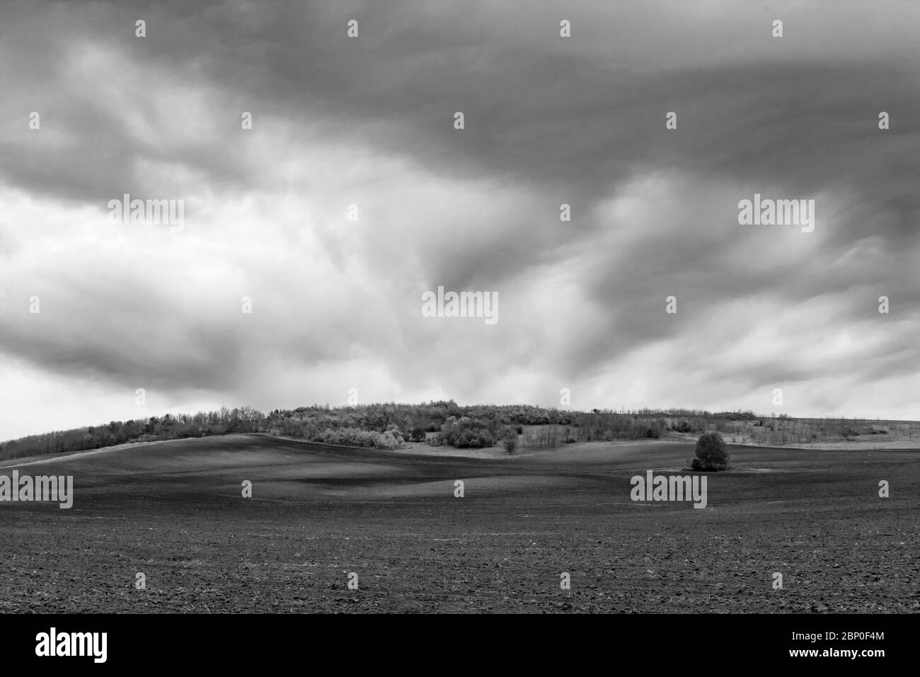 Un albero solitario su un campo di primavera arato e un cielo drammatico. B/W. Vengono visualizzate le ombre delle nuvole sul campo Foto Stock