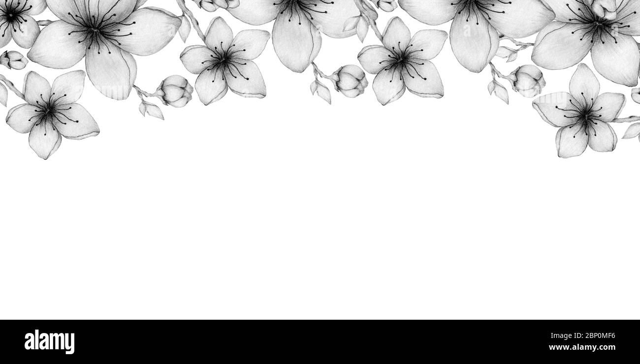 banner in fiore ciliegio primavera tempo con disegno a matita fiori selvatici, decorazione semplice ed elegante fiori sakura Foto Stock